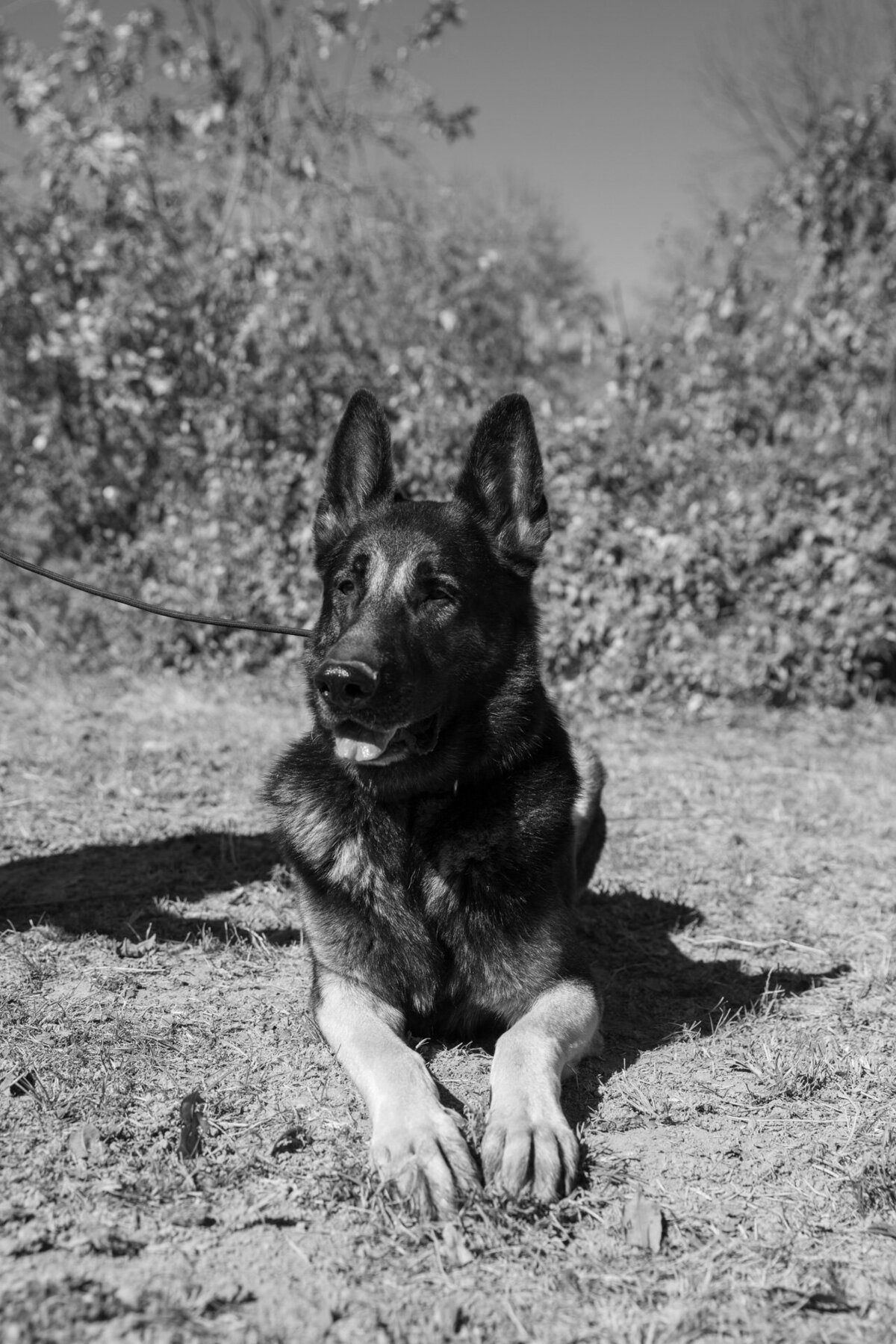 pet portraits st louis photographer