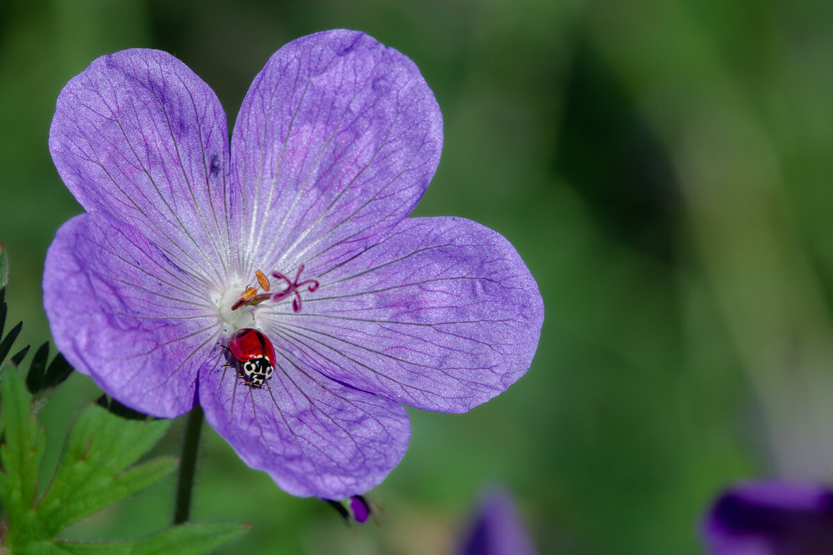 geranium_9066_2