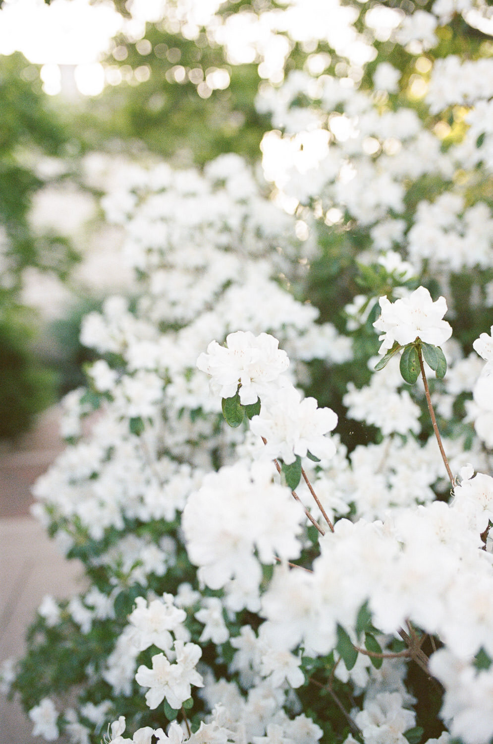 Washington-DC-Engagement-Session-Coryn-Kiefer-Photography-51