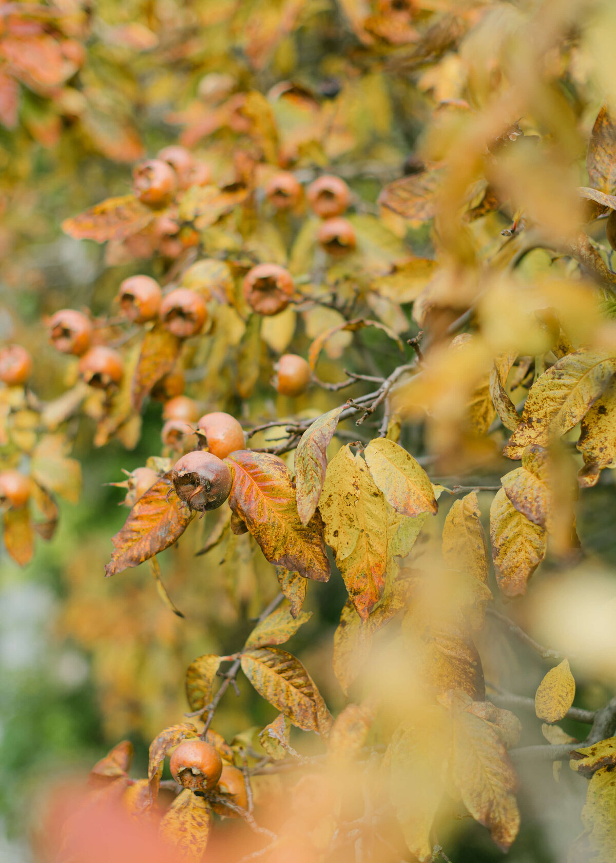 chloe-lowe-wedding-euridge-manor-autumn-berries