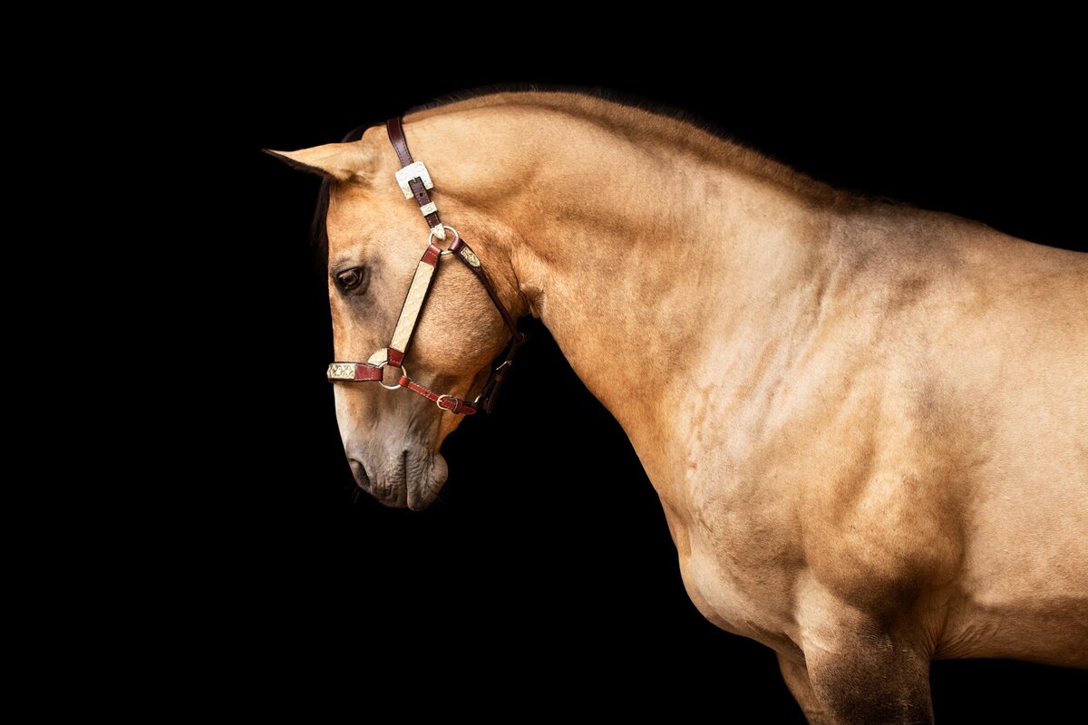 Portfolio-blackfotografie-galerij8-ByMarita