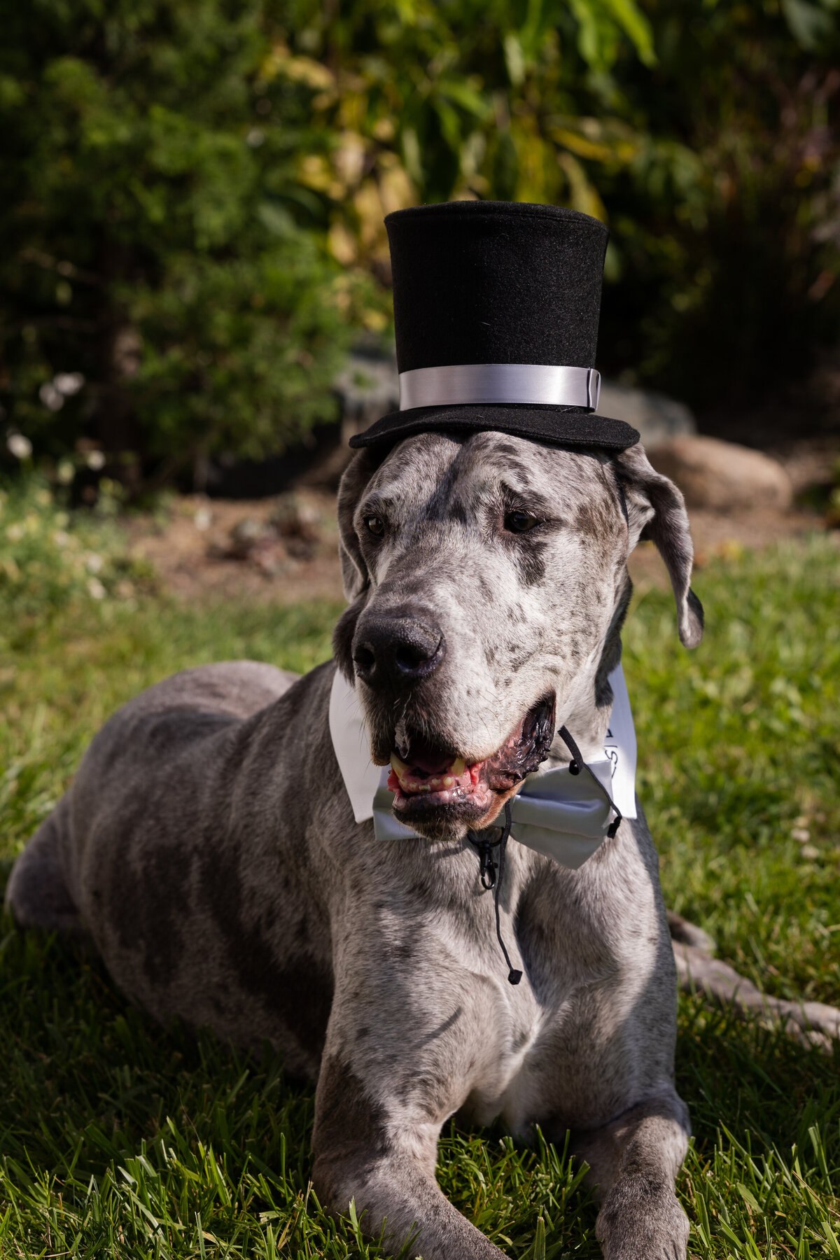 Great Dane dog in a top hat at a Michigan Wedding