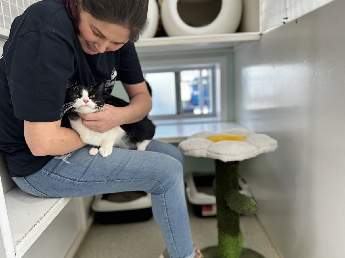 Cattery Toowoomba