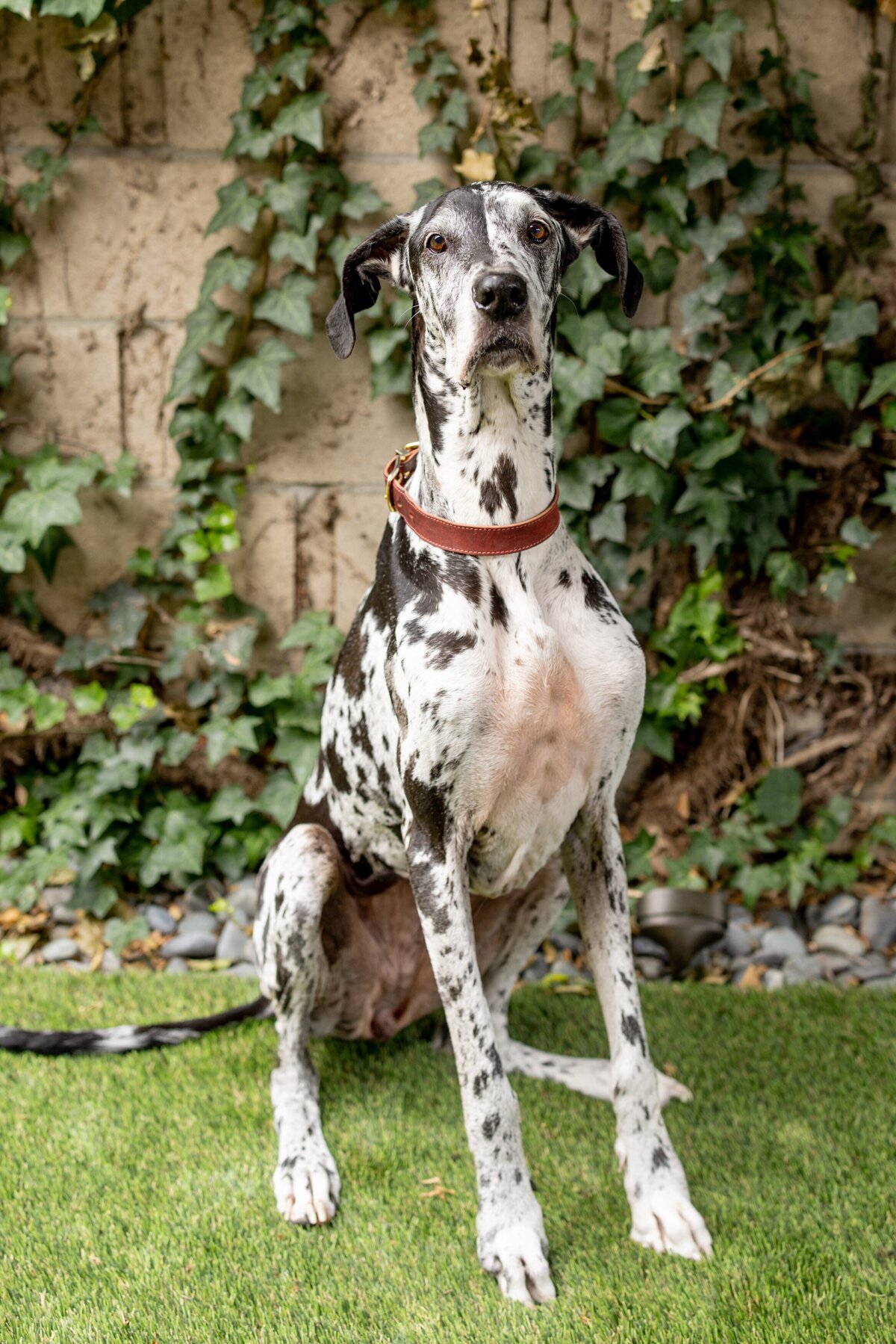 Dogs-2