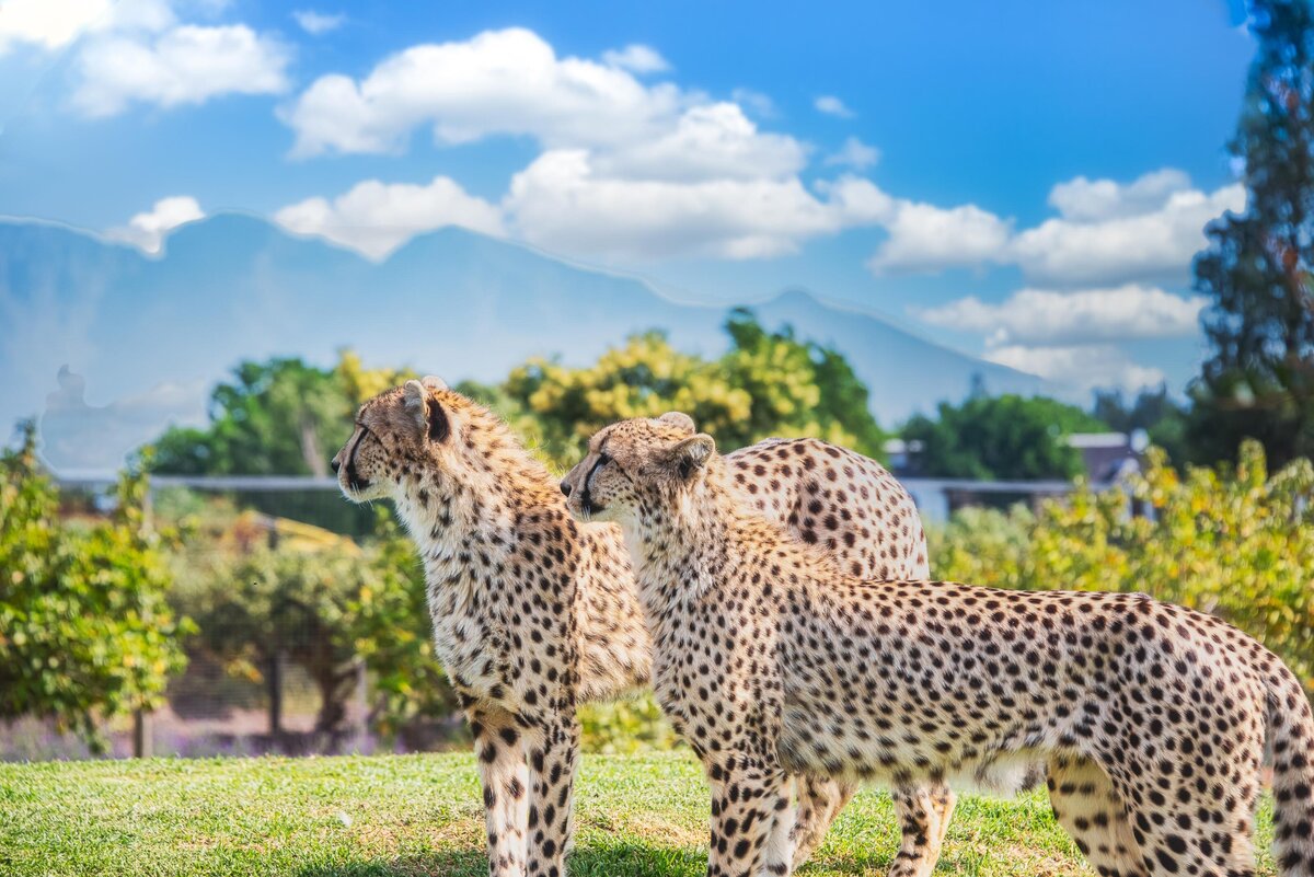 cheetah brothers