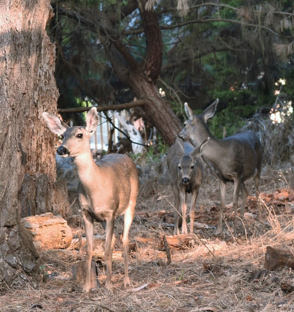 deer family