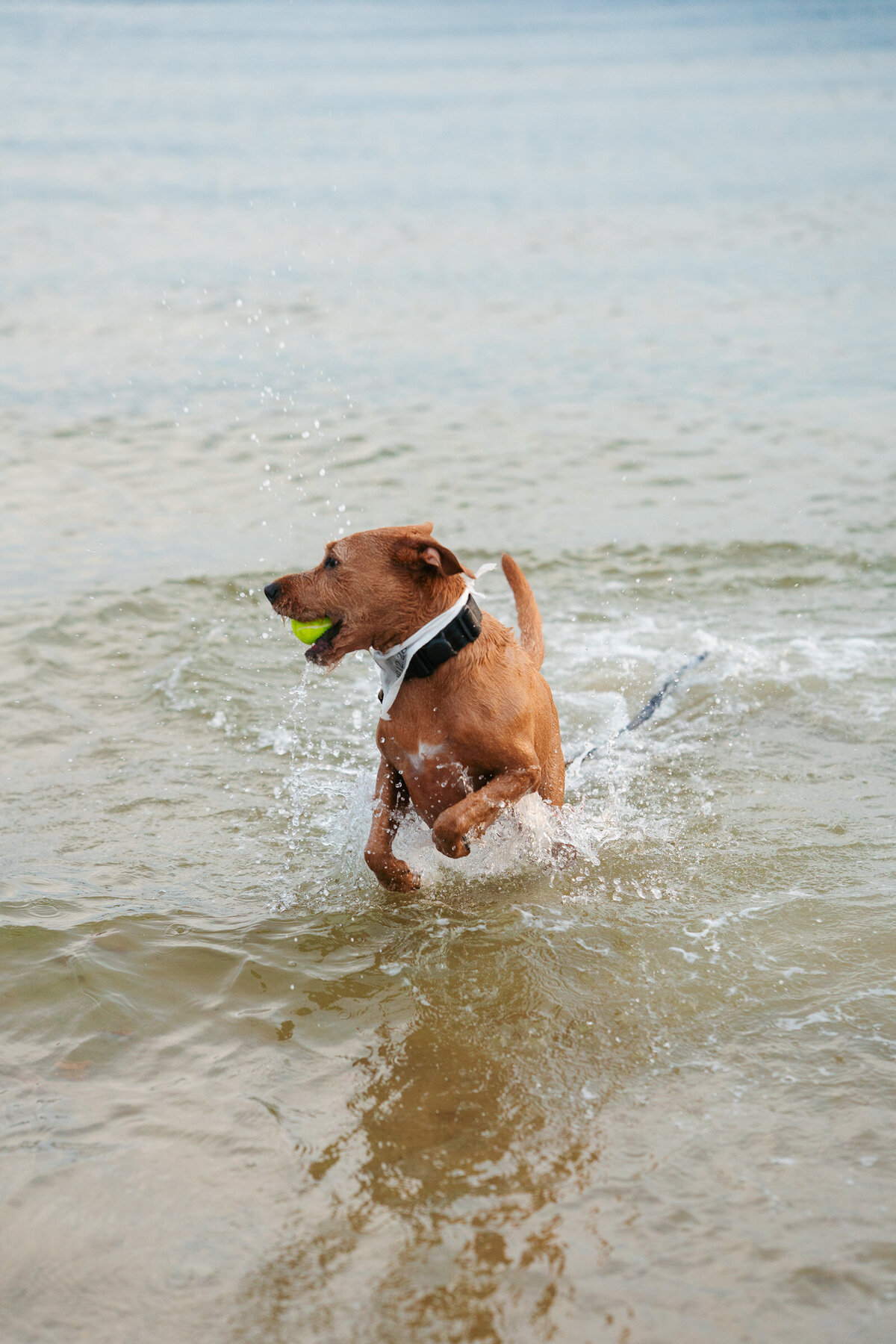 Duxbury MA engagement session featuring natural beach portraits and moments with the couple’s pup.