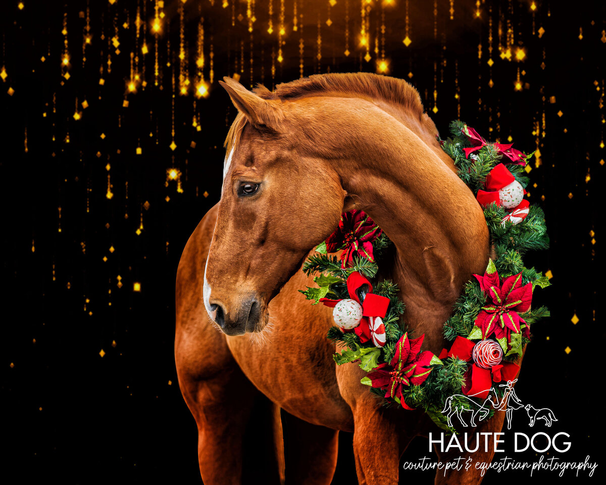 A chestnut Irish Sport Horse arches neck to the side wearing a holiday wreath on a black background under sparkling lights.