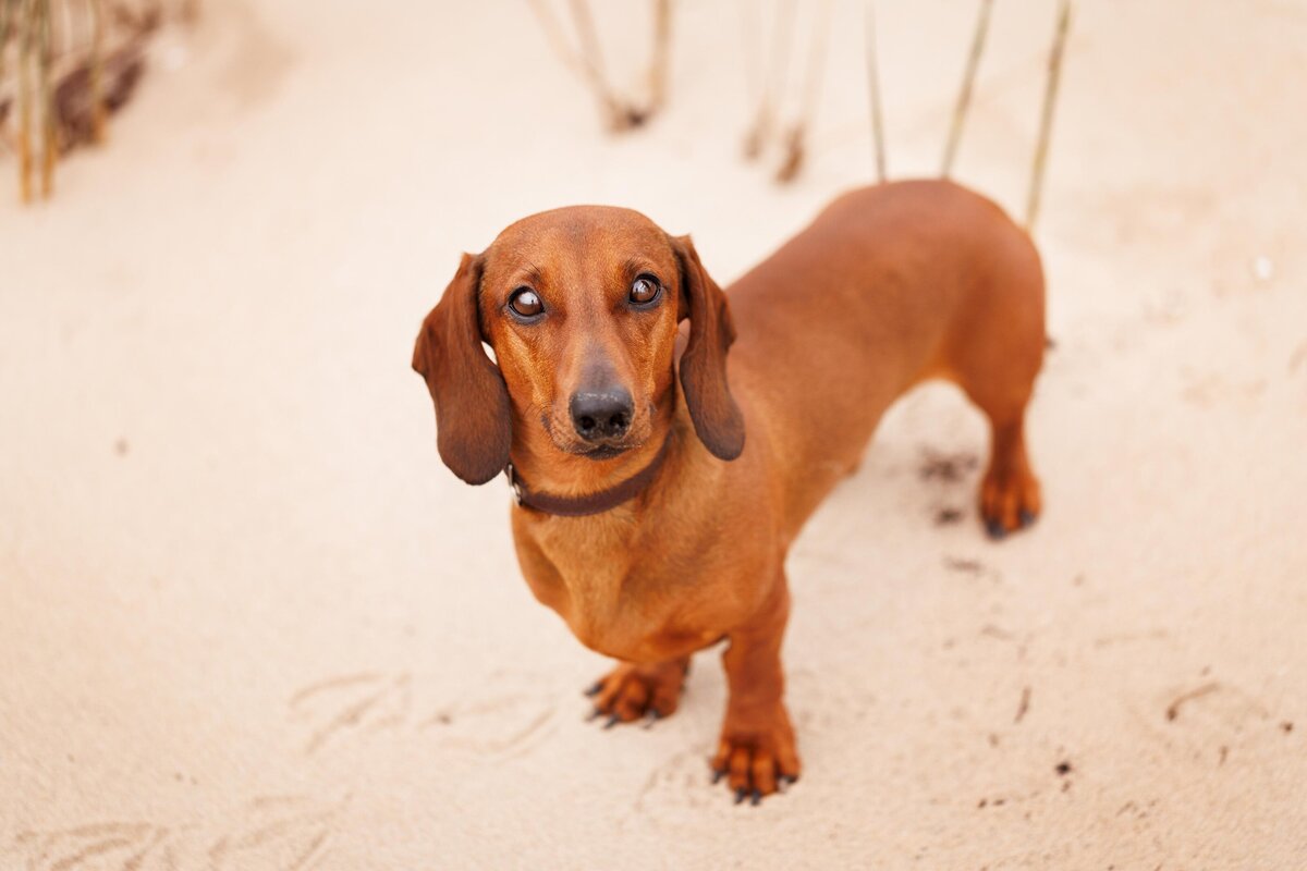 Hondenfotografie-in-de-natuur---ByMarita-Fotografie-26