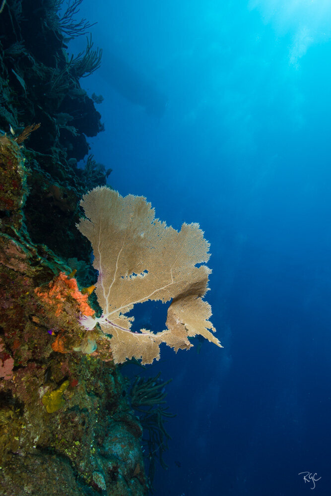 RGEORGE_2019_Roatan2019_5B9A9893_0122