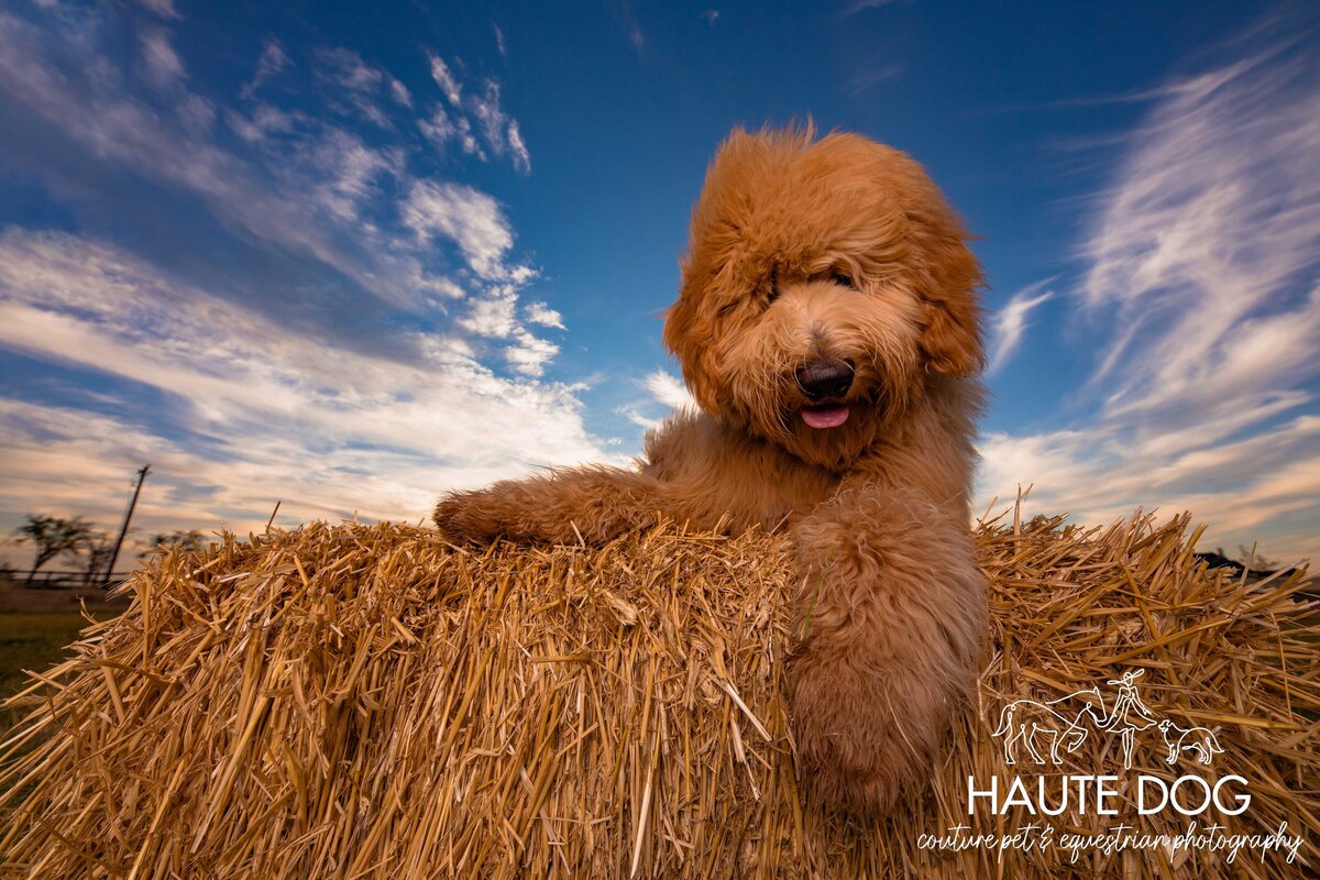 Fluffy Goldendoodle dog poses on a hay bale looking down at the camera with hair blowing in his eyes.