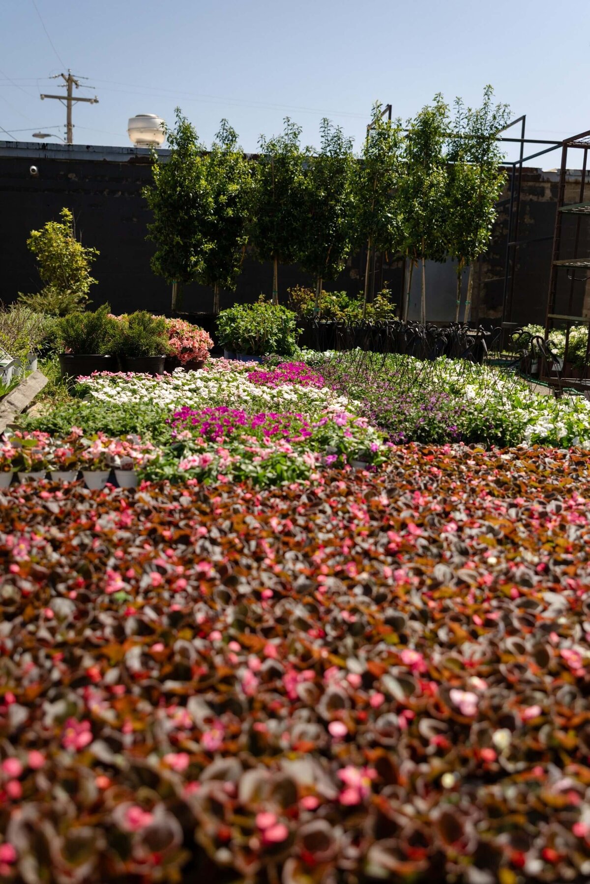 flower-nursery-annual-color-little-rock-landscaping