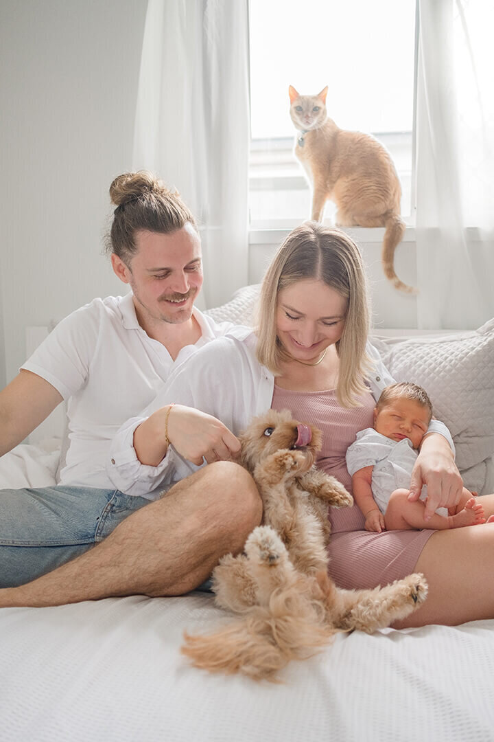 ginger cat and poodle pets in newborn maternity photos in brisbane gold coast QLD