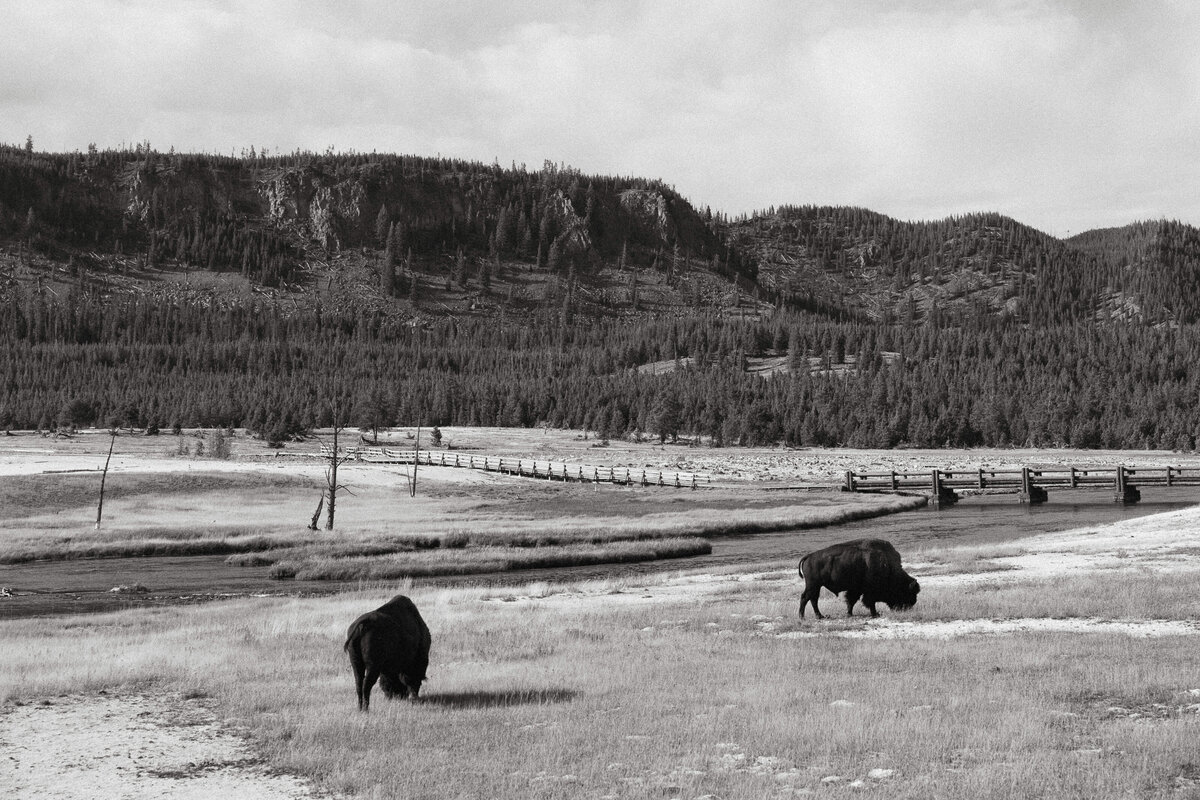Photo of bisons grazing in Yellowstone National Park