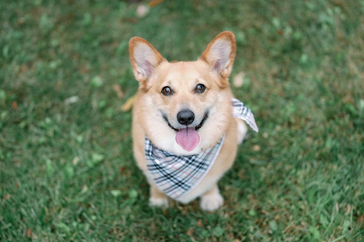 Close-up of the couple’s dog wearing a bandana during their engagement session at Al Sabo Preserve.