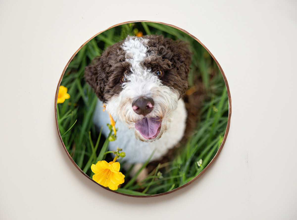 brown and white dog in yellow flowers in a frame