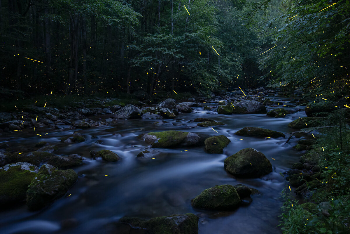 TN-Great-Smoky-Mountains-Nationla-Park-Landscape-Nature-Photography-Chrissy-Donadi-Fireflies-Lightning-Bugs