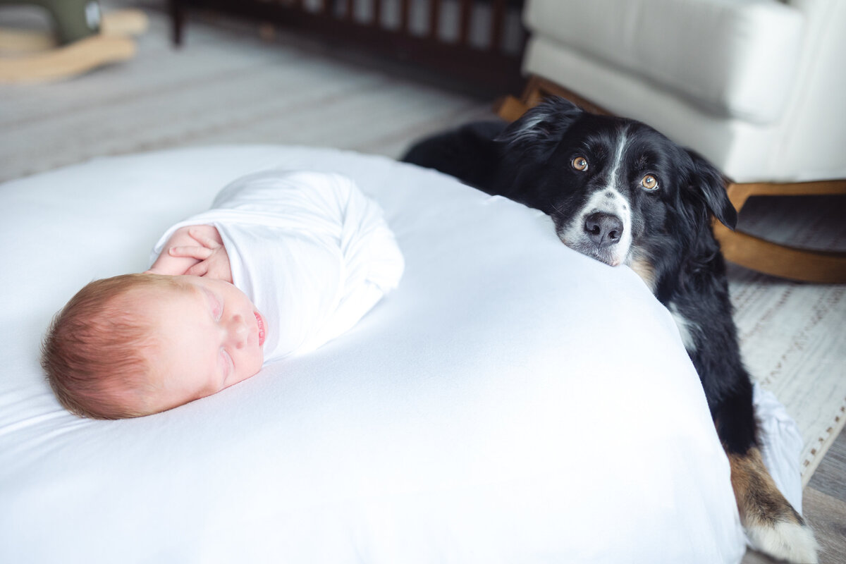 newborn-photos-with-dog