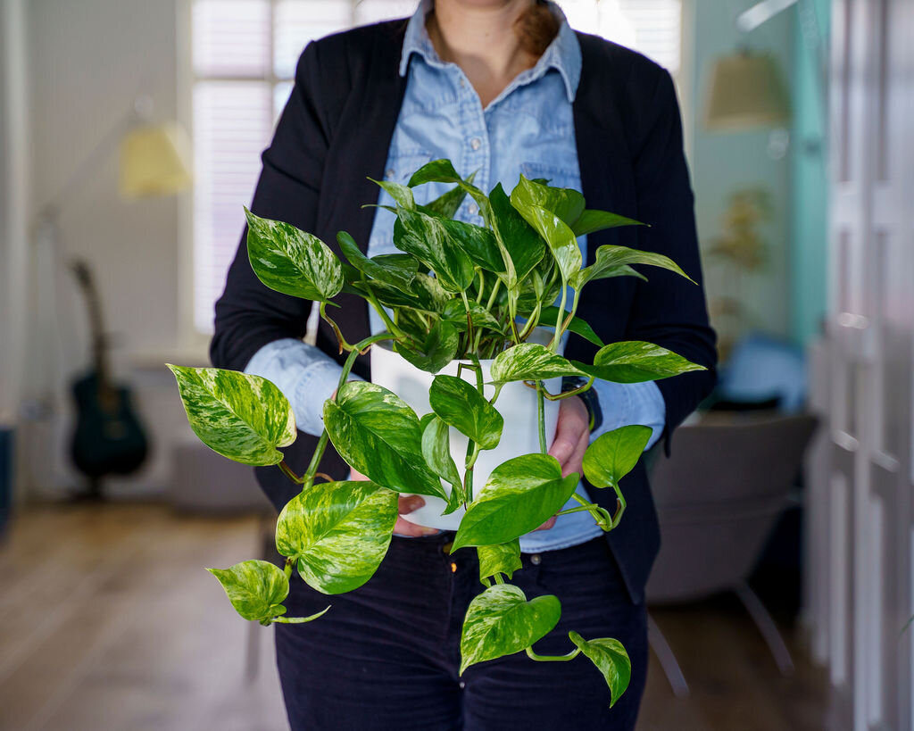 bloemstyling-sierteeltinbeeld