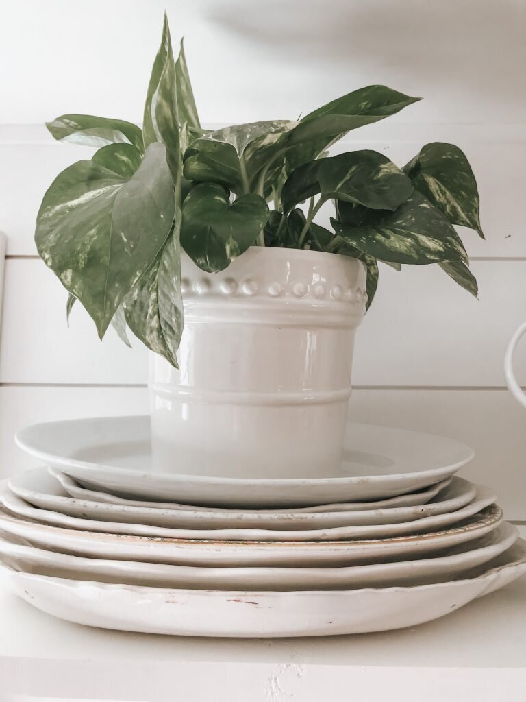 Plants-blog-11-768x1024