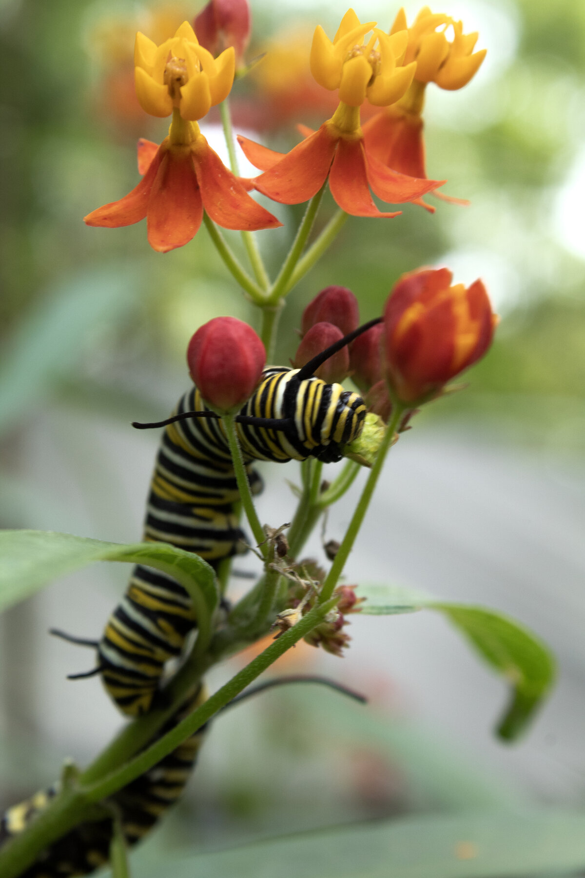 caterpiller#1
