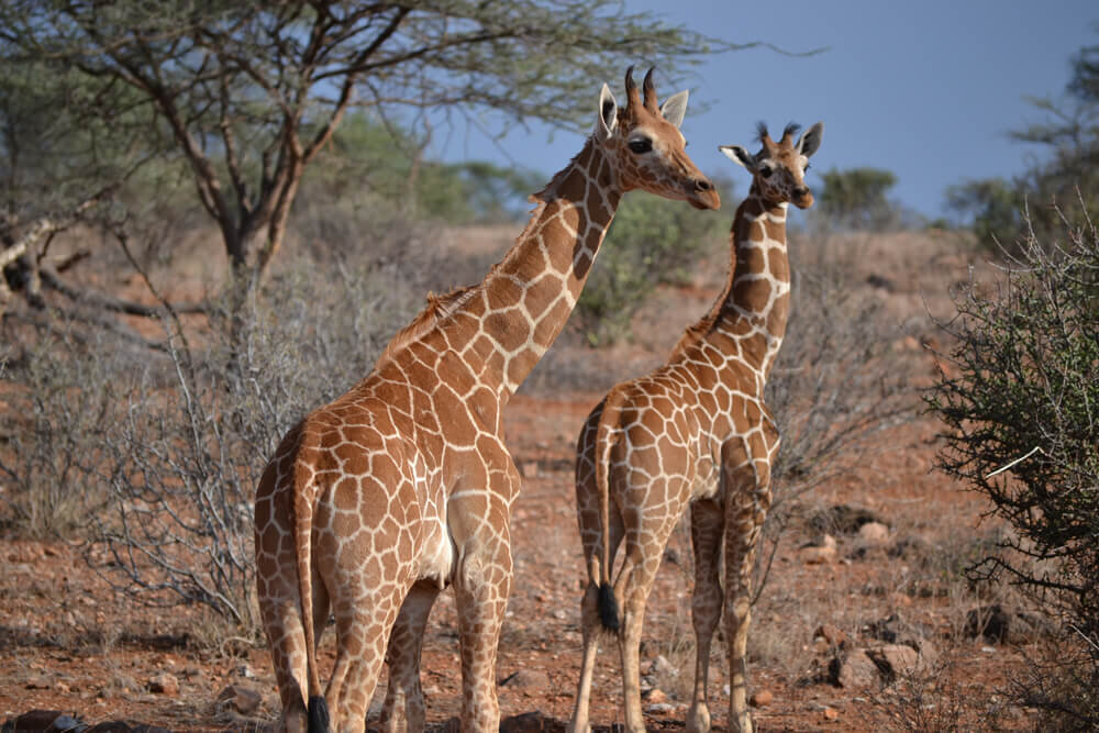 Africa_Kenya 2011 370_SP