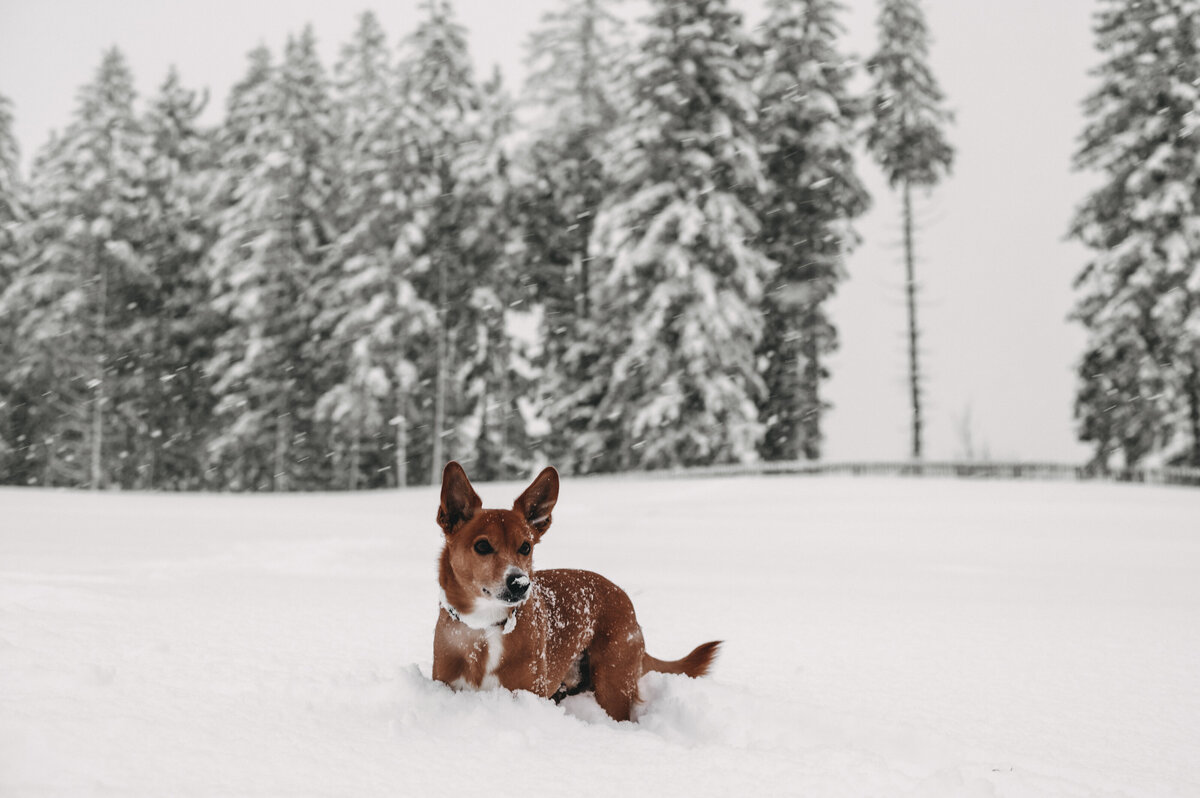 hund-jufenalm-haustier7