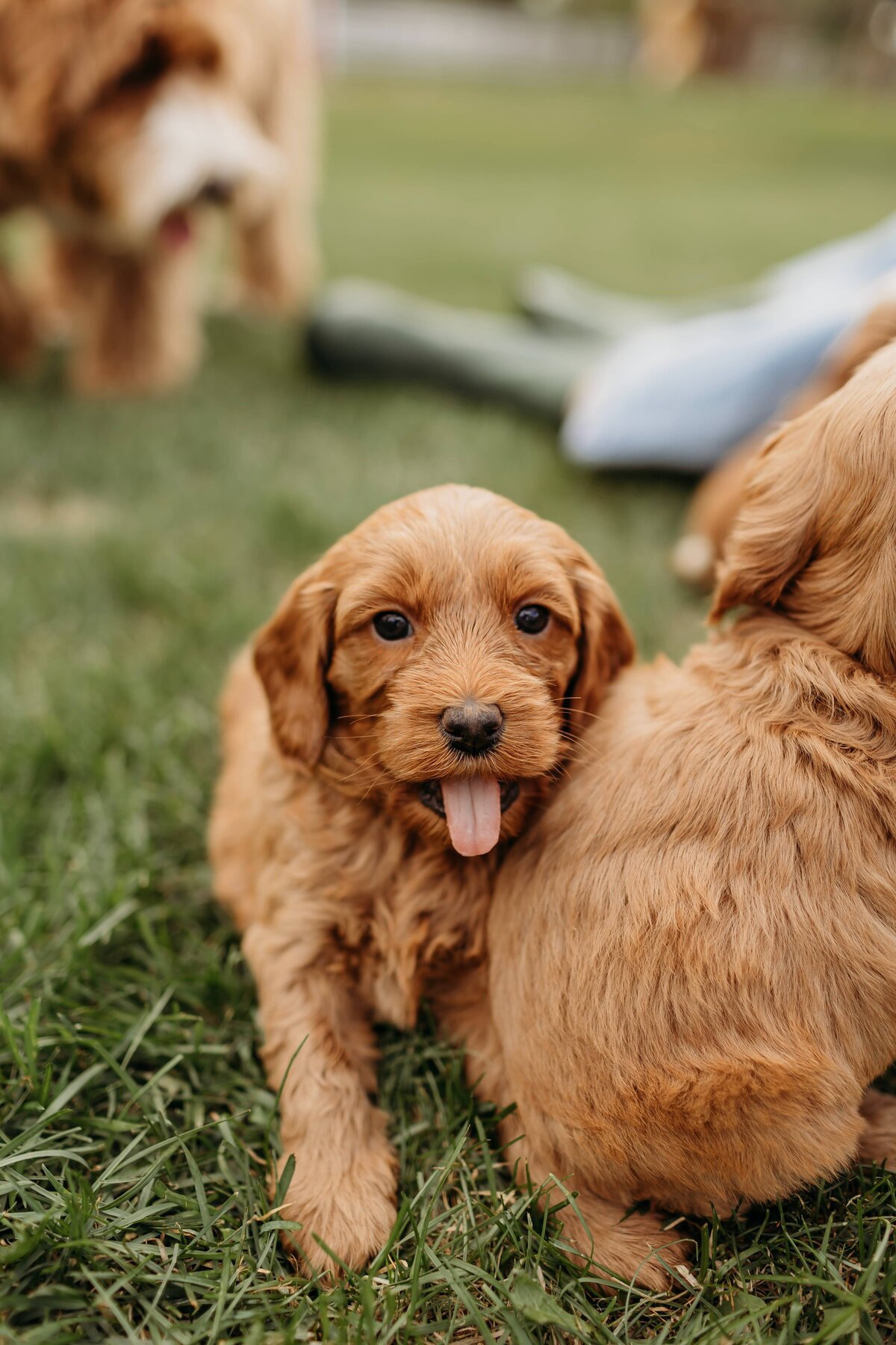 baldonnel-lane-labradoodles-breeder-alberta-bc-103