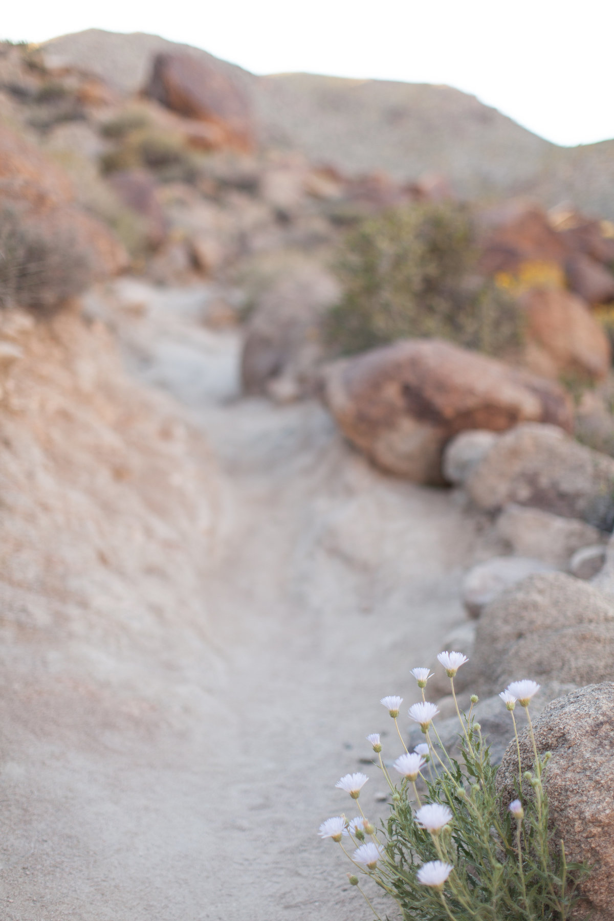 170401_Joshua tree_0021