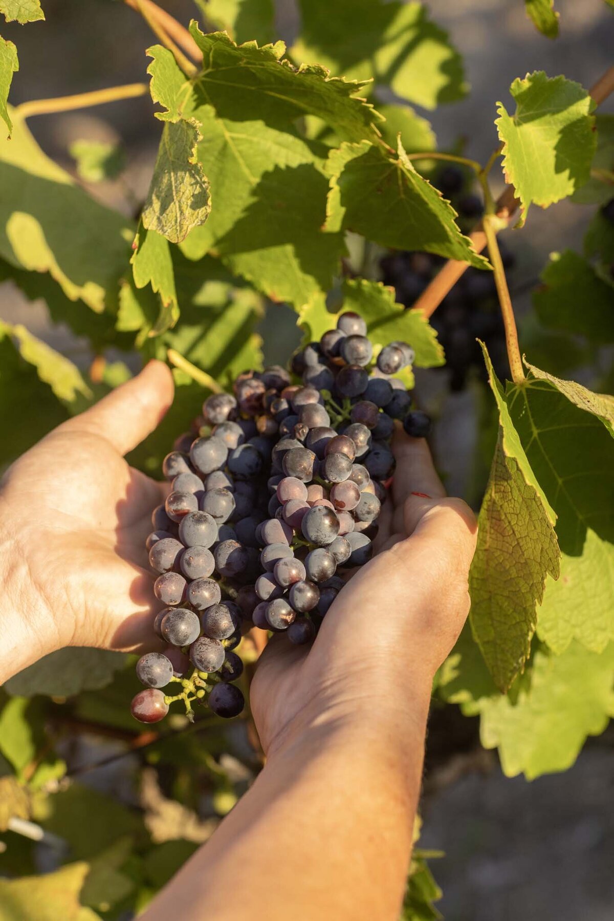 My Liefste wines, South African wines Franschhoek, wijn kopen Zuid-Afrika