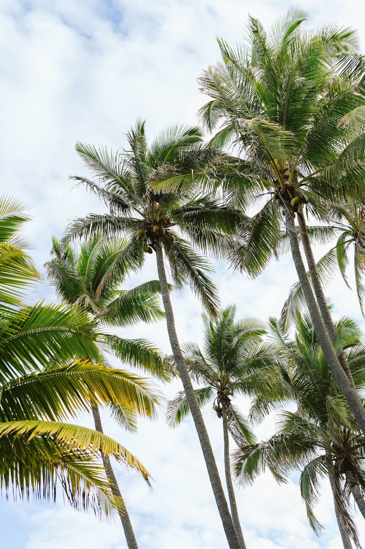 the-trammells's-elopement-big-island-hawaii-by-bruna-kitchen-photography-23