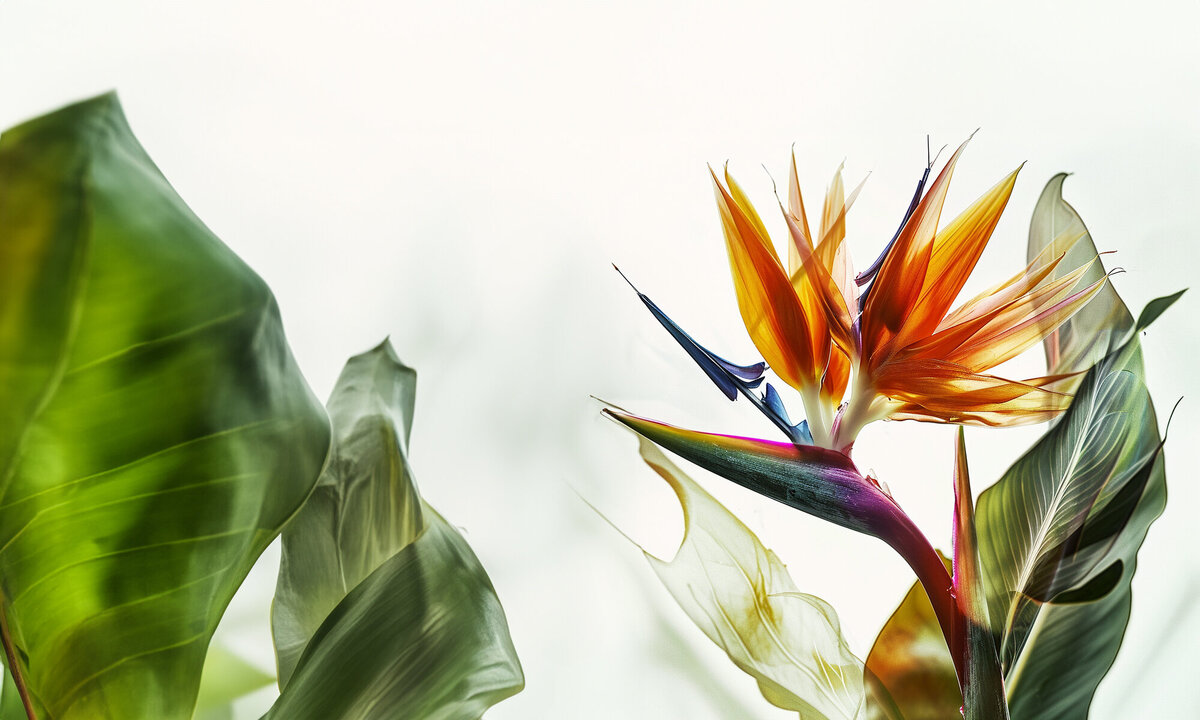 Orange_Flower