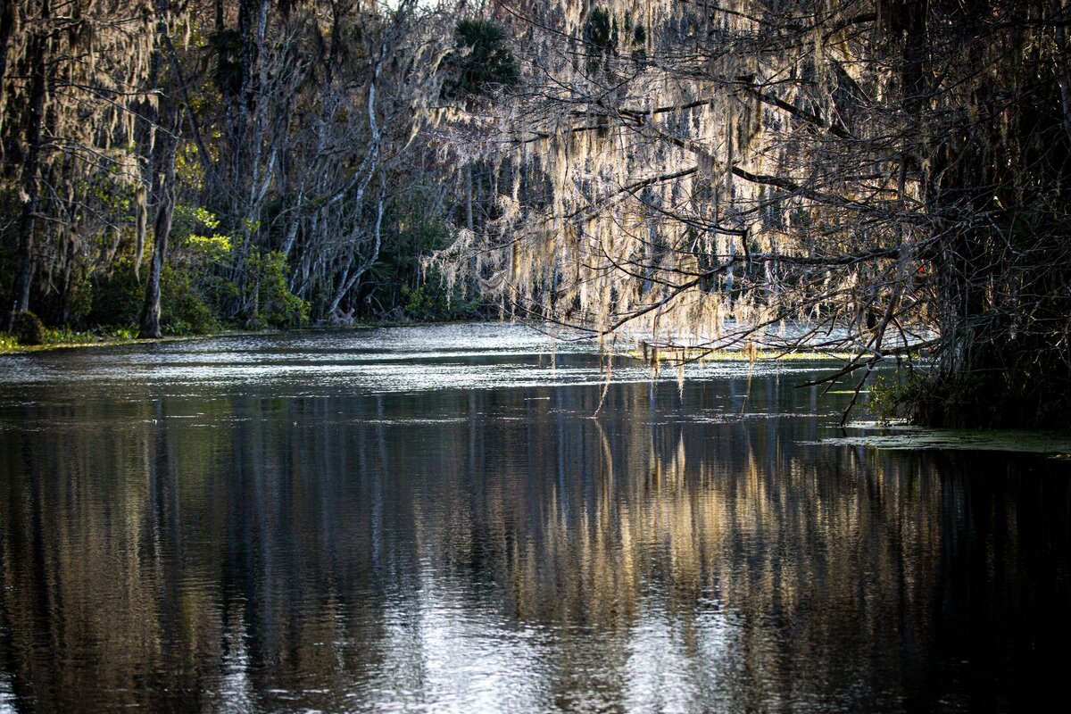 River-Tree-9f4ff115-2500