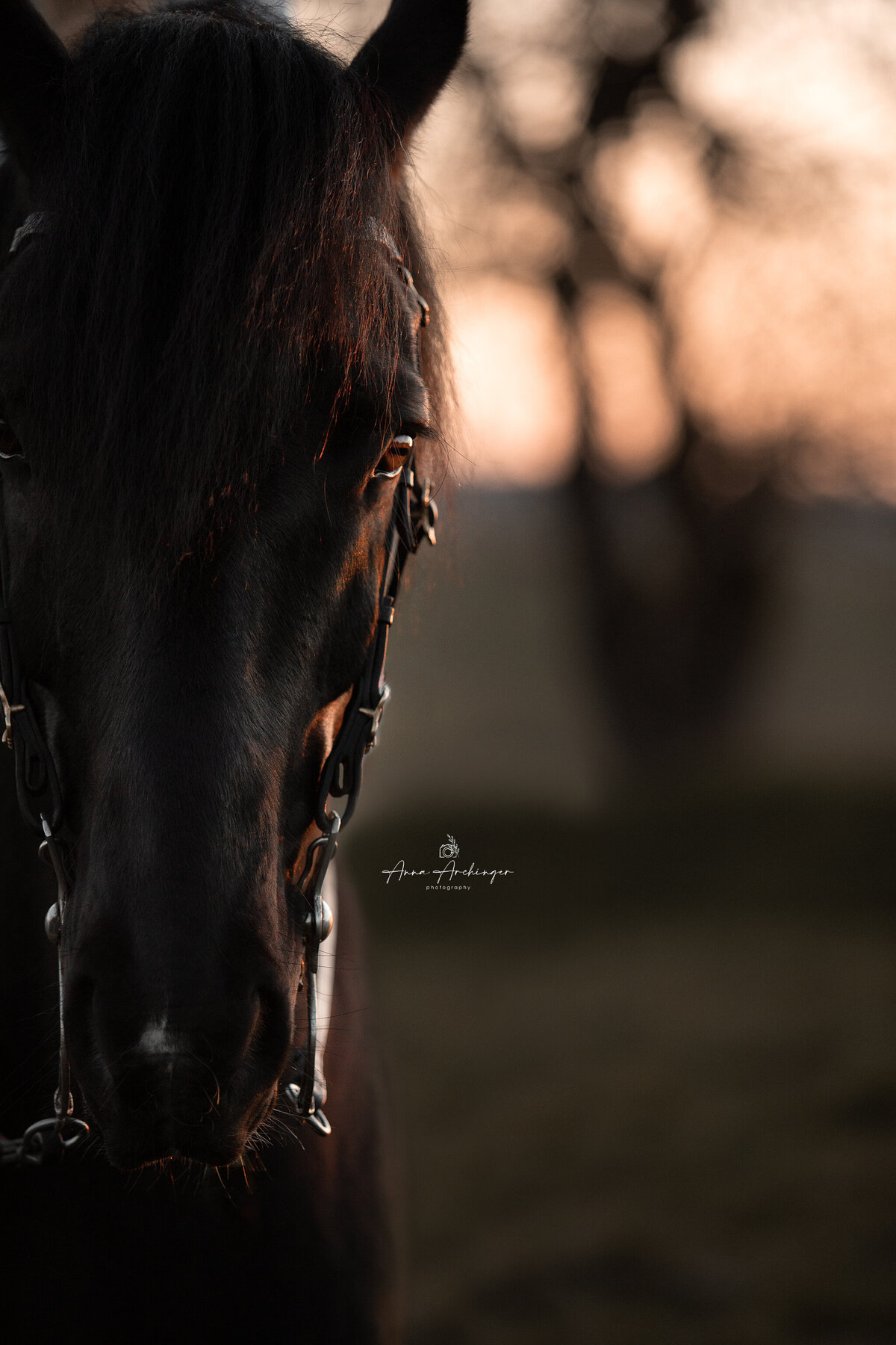 Riding Horse Photography