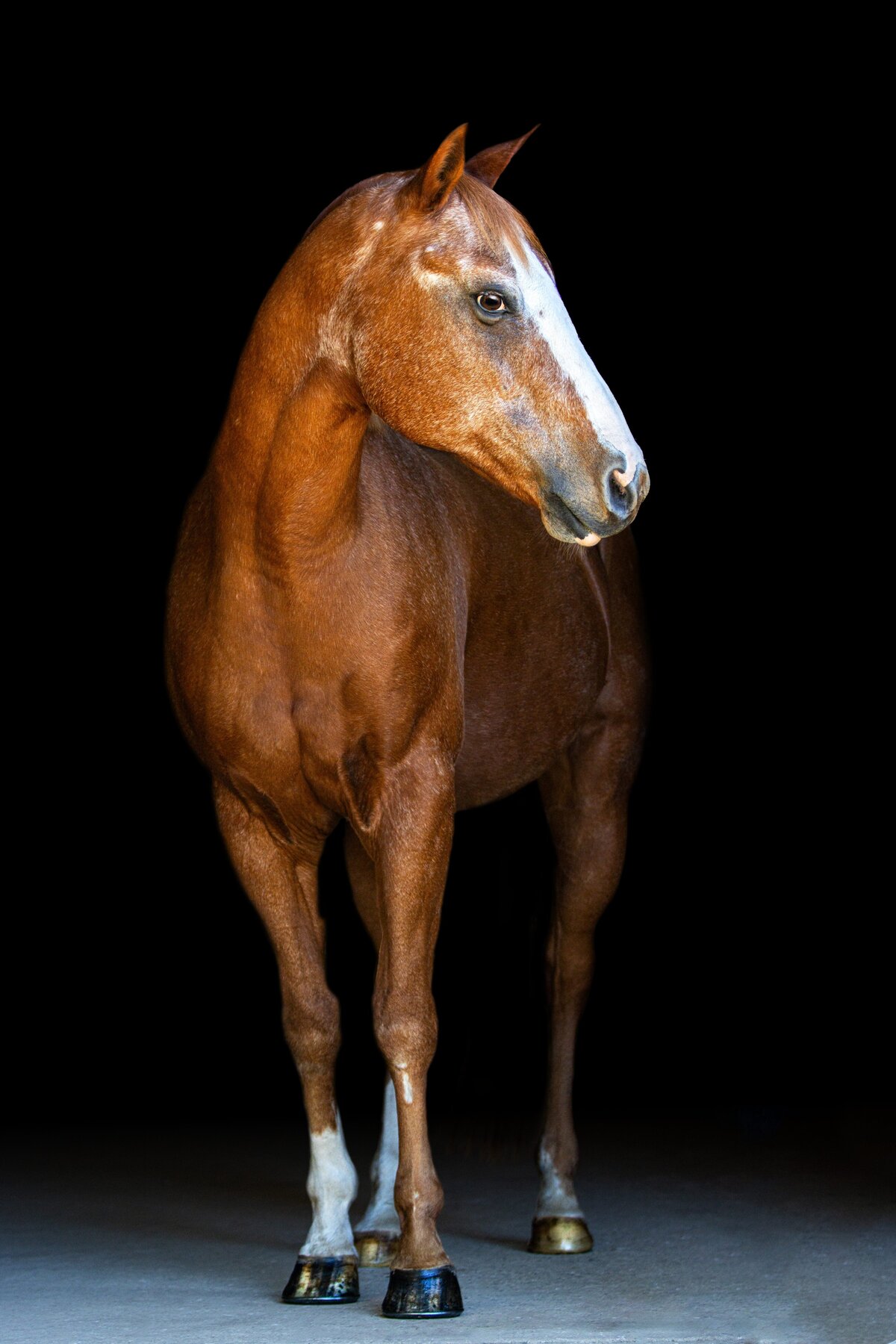A chestnut horse looking curiously to the left during a black background session in Willow Spring, North Carolina.