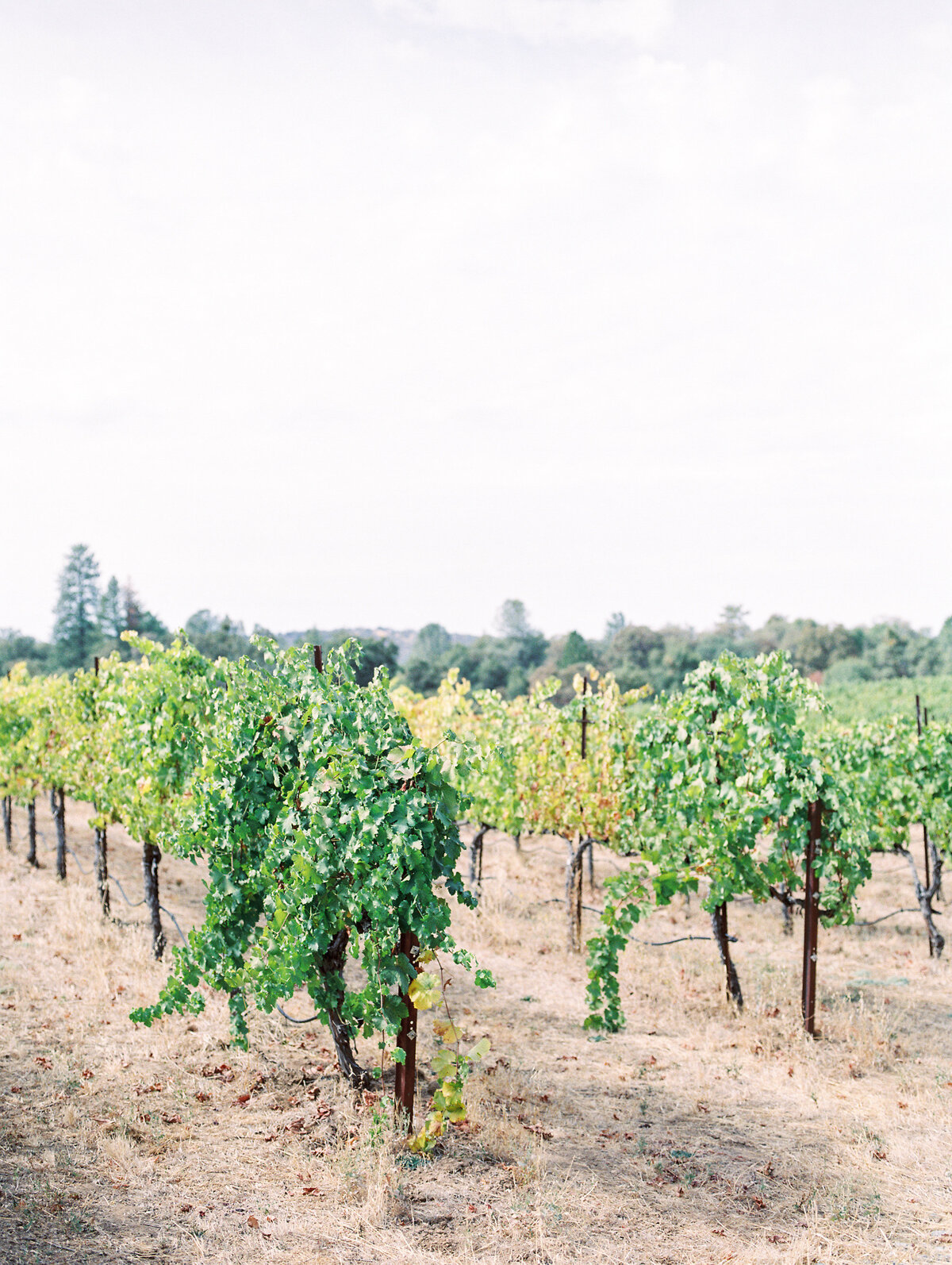 Greens Vineyard