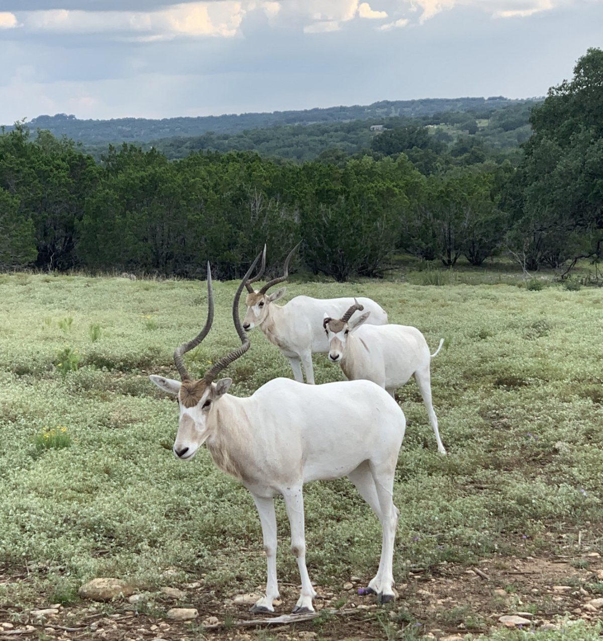 White antelope standing outside in Texas Hill Country
