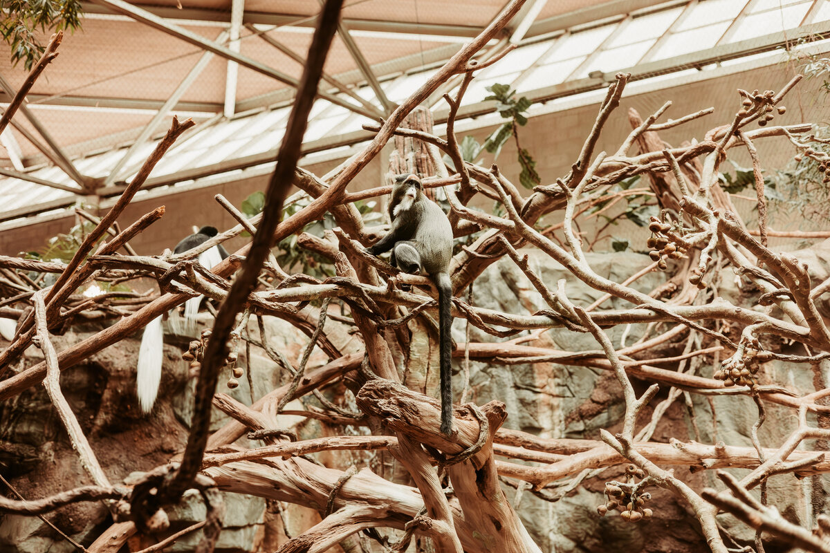 Wildlife photography - Amanda Nicholle Photography