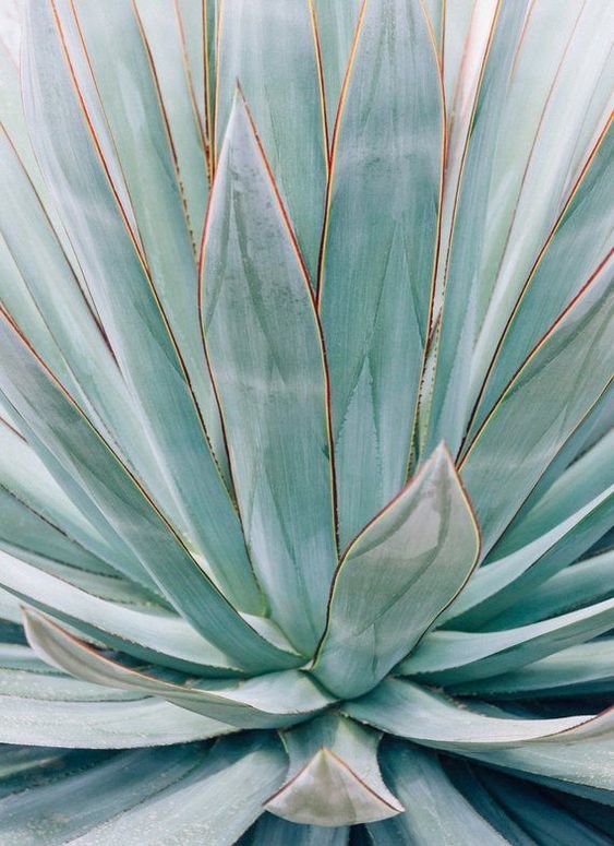 agave