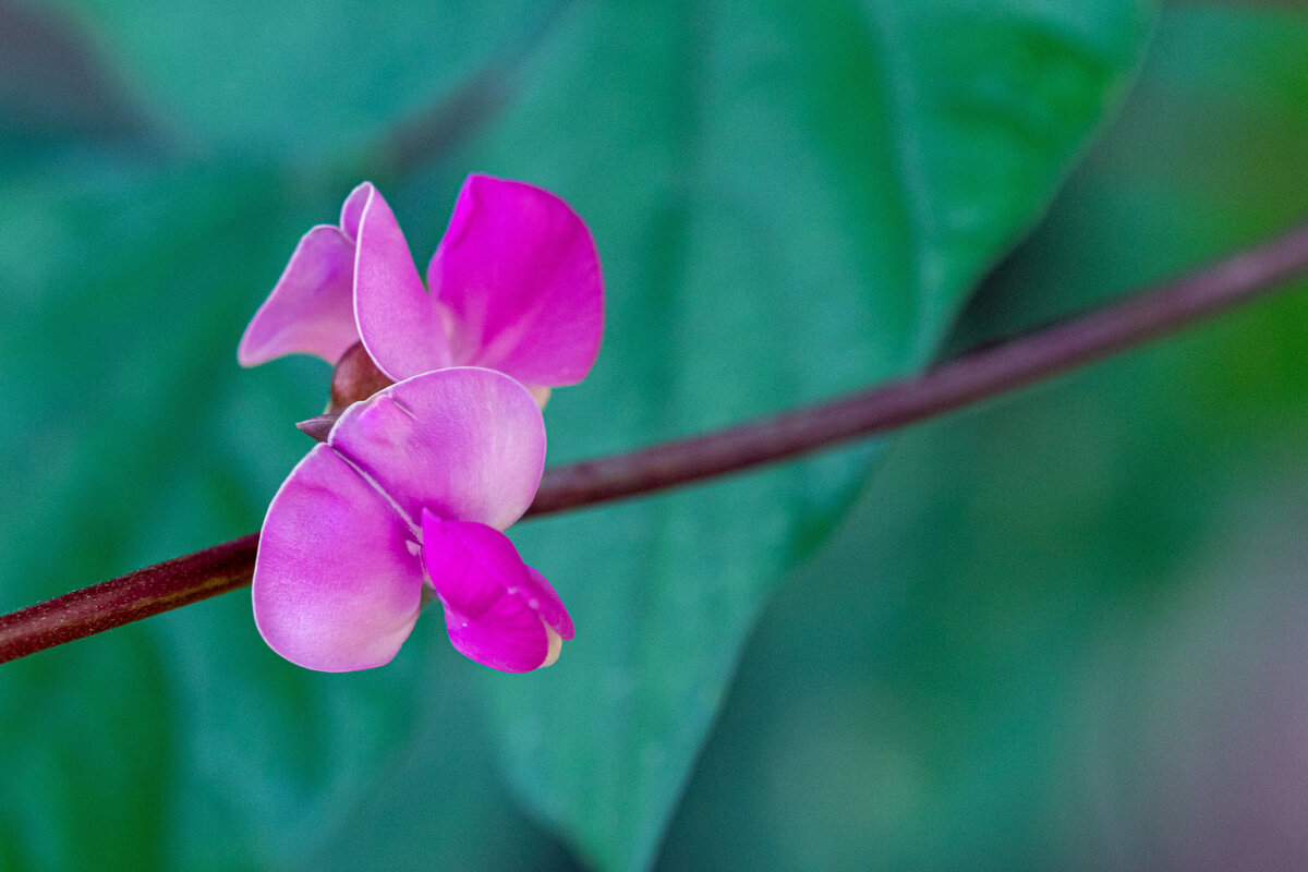 hyacinthbean_pink_9028
