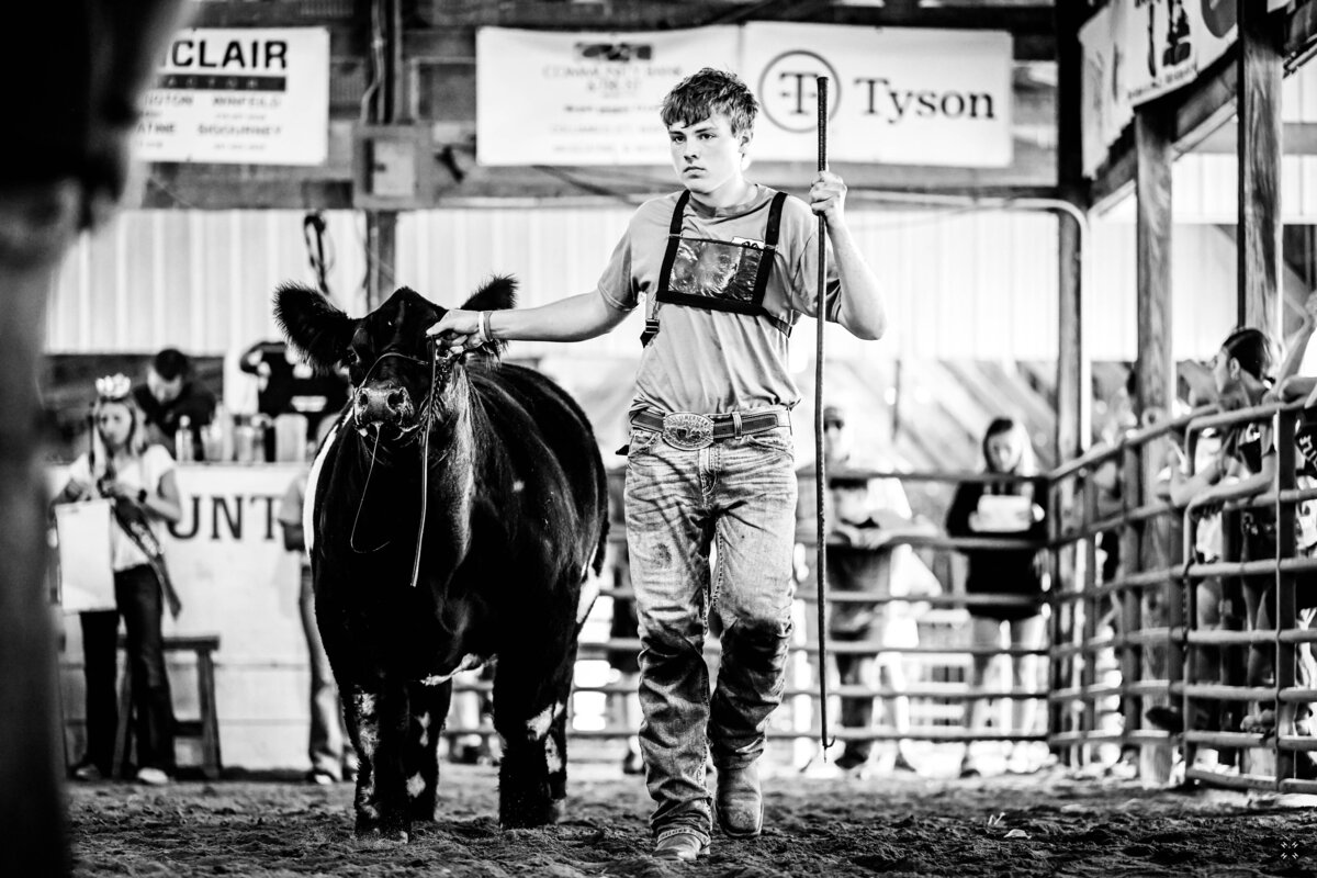 boy walking steer during show