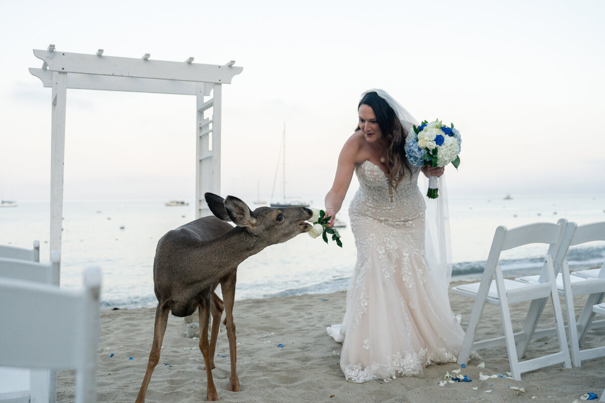 Bride and Groom eloping at Catalina Island venue Descanso Beach during elopement ceremony with deer eating flower.