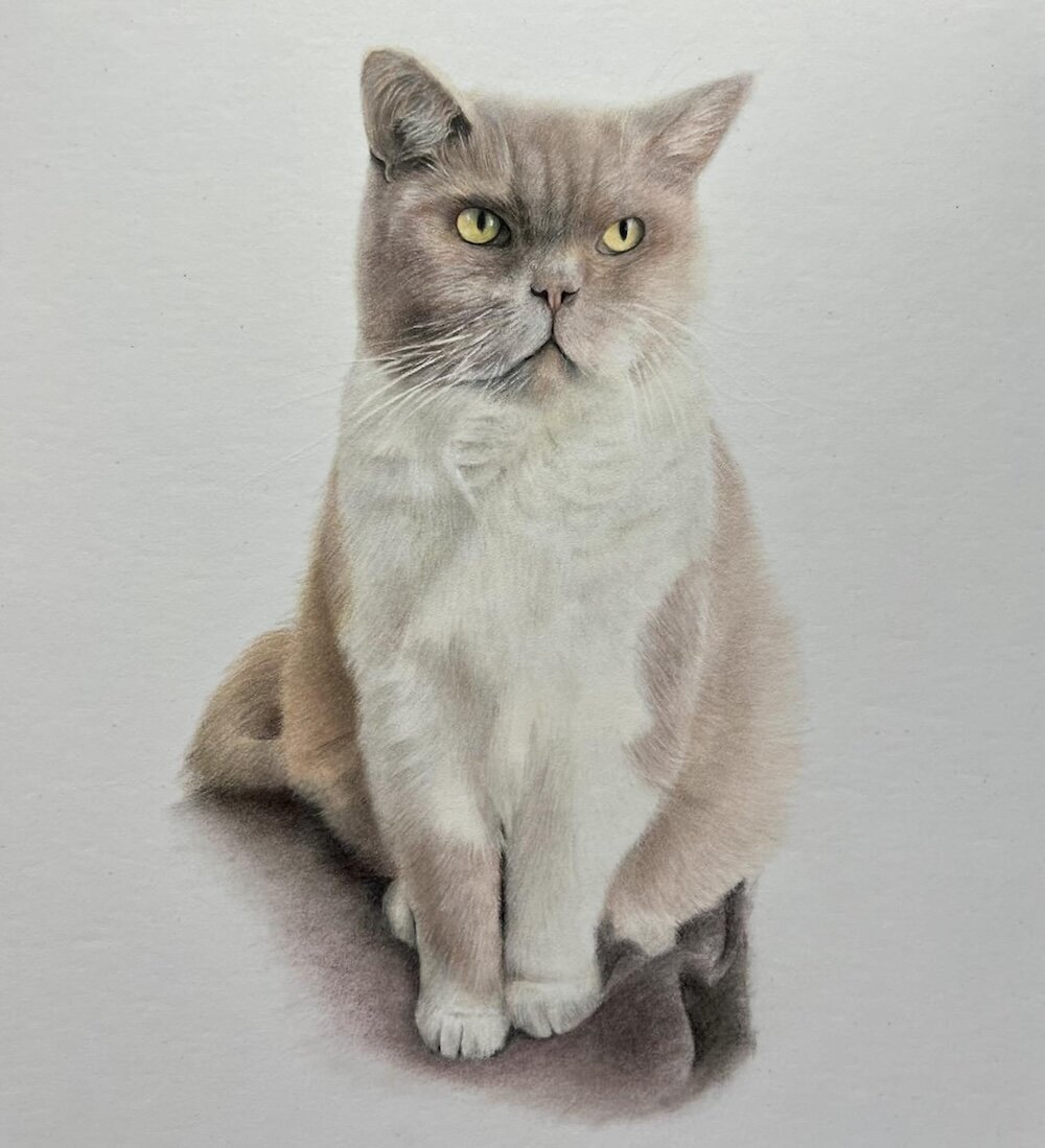 Beige-Cat---Coloured-Pencil-Pet-Portrait---Bonny-Snowdon-Fine-Art
