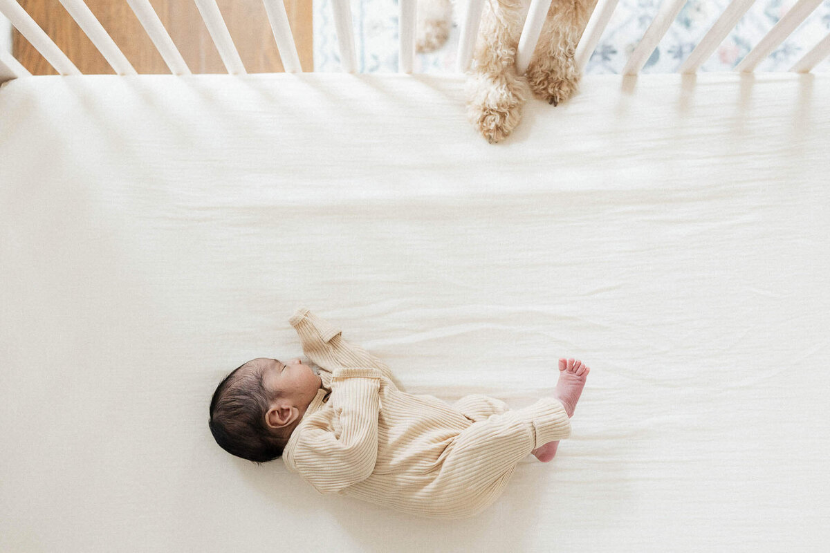 Baby sleeping in all white crib white fluffy dog peeks in.