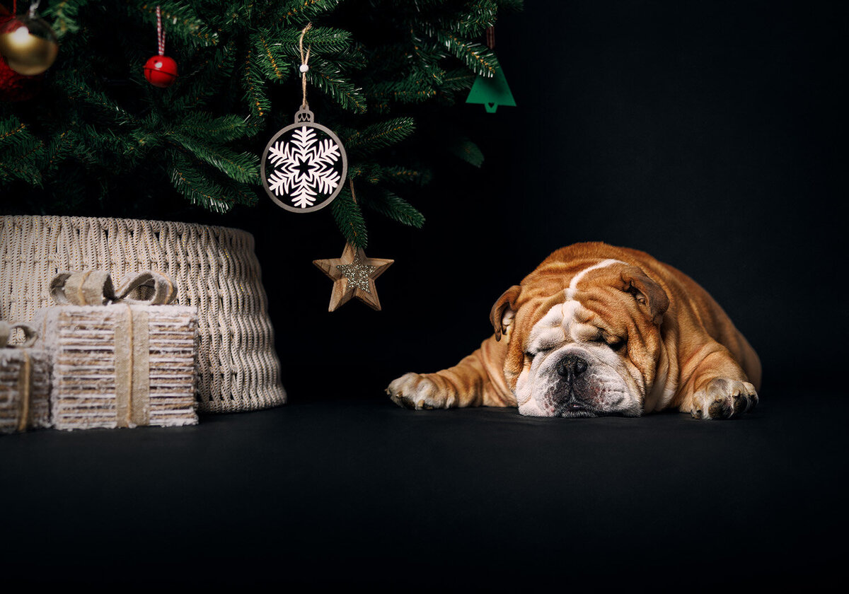 Image of an English Bulldog on a black Christmas tree backdrop in the studio. Taken by Norwich portrait photographer Claire Howes. Christmas Mini Sessions Norwich.