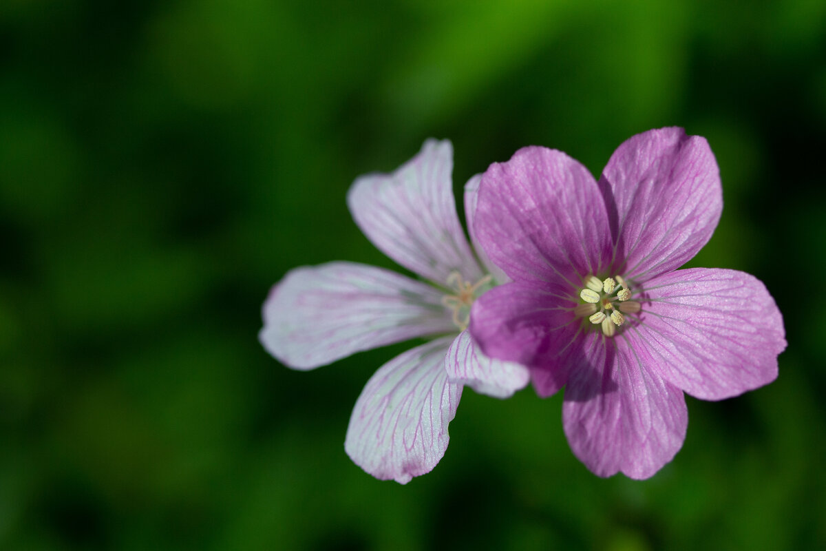 soapwort_purple_0380