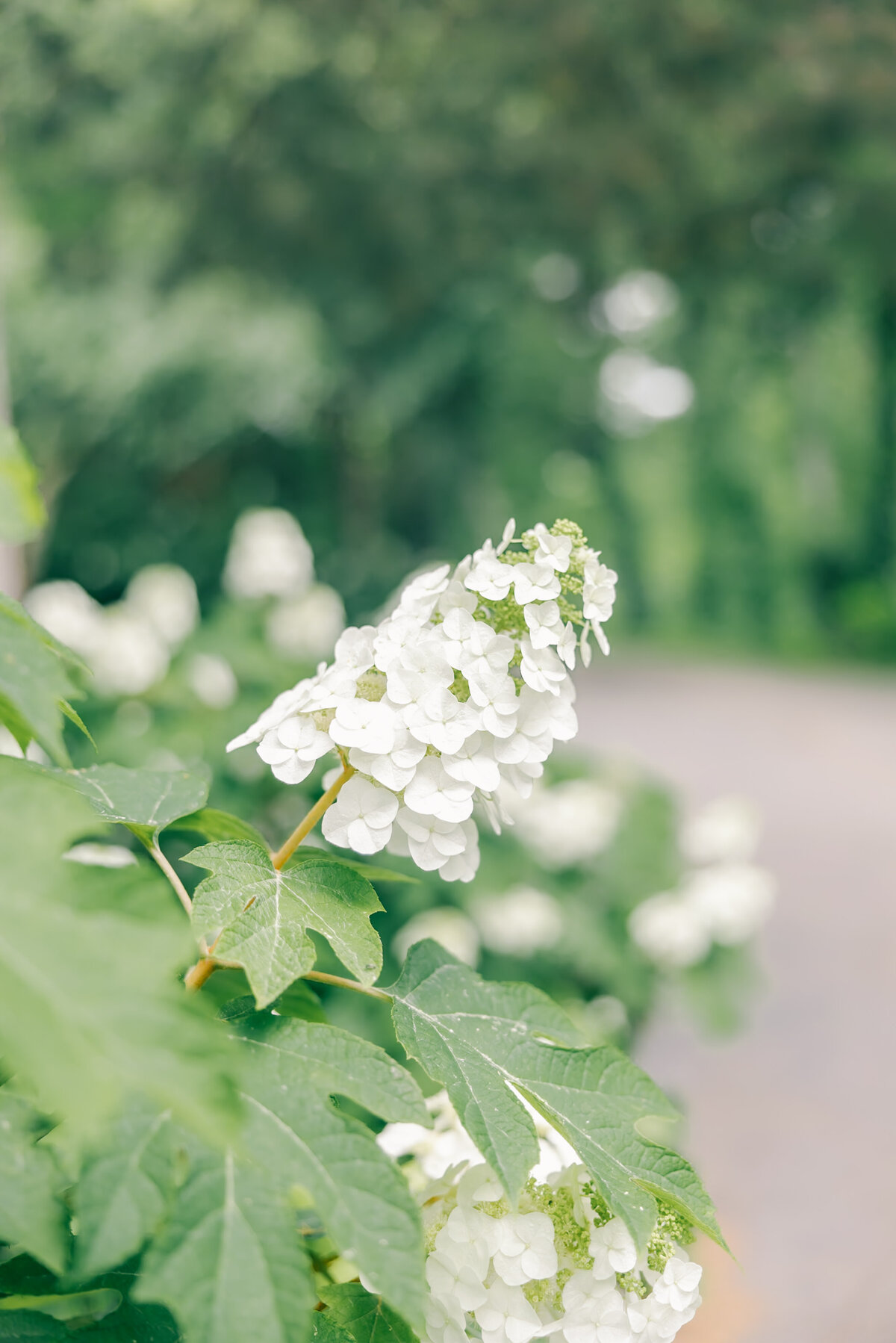 Sneak Peeks Creekside at Colliers End May Wedding | Lauren Elliott Photography | Emily & Kyle Anderson -3