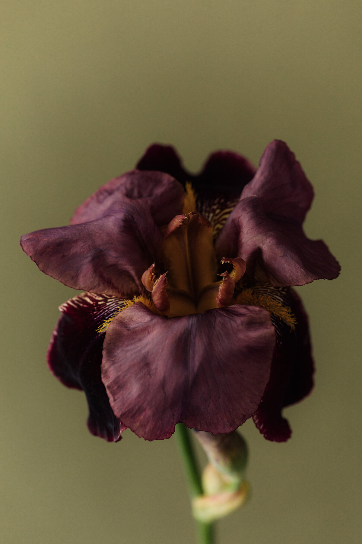 Purple flower — Made with Barakah services