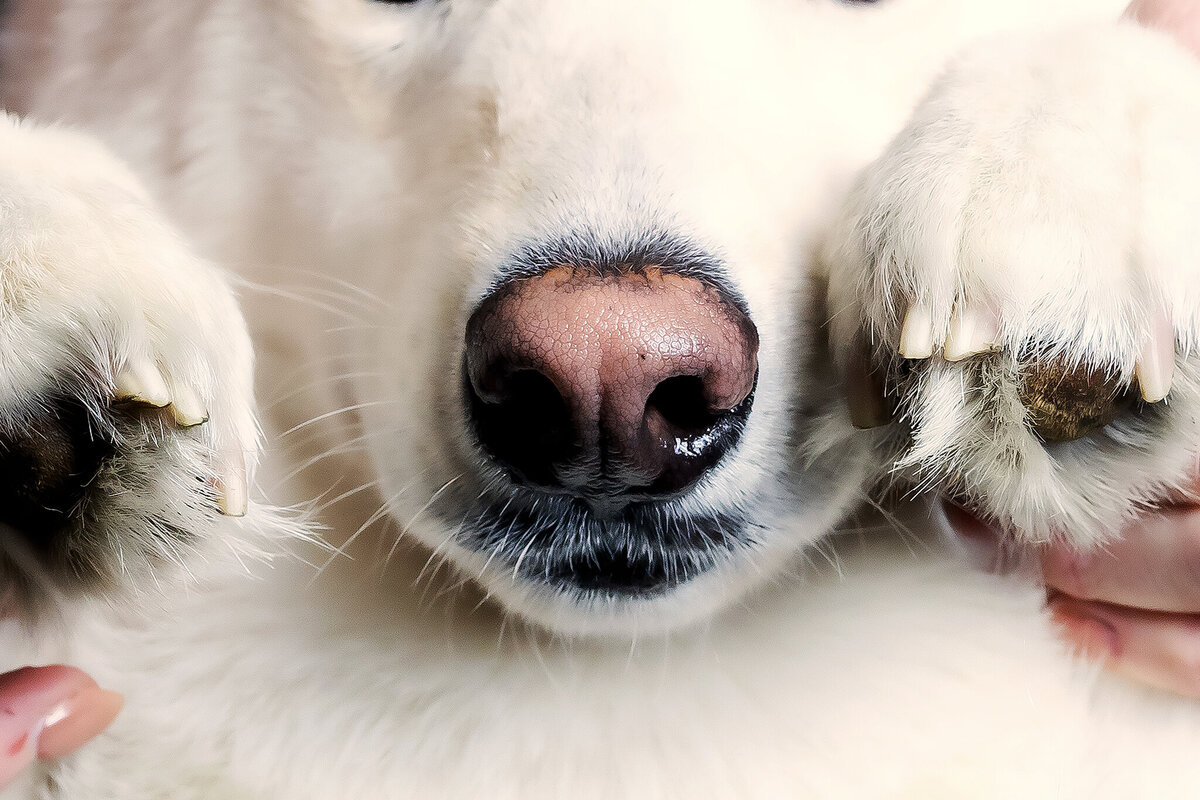 New Orleans Pet Photographer 56