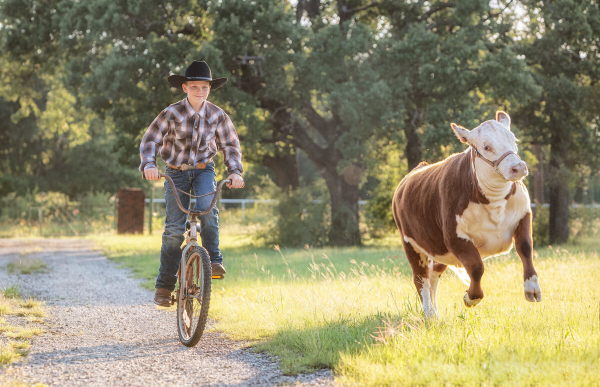 boy on bike and hereford heifer